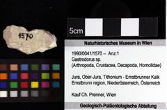 Foto (Objket + Etiketten) von Jurellana tithonia (Schweitzer & Feldmann, 2010) 